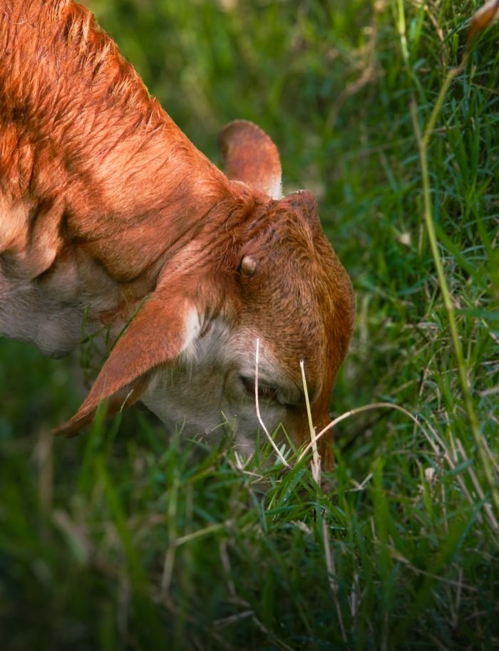 A young goat with brown fur grazing on fresh green grass in a sunny field.