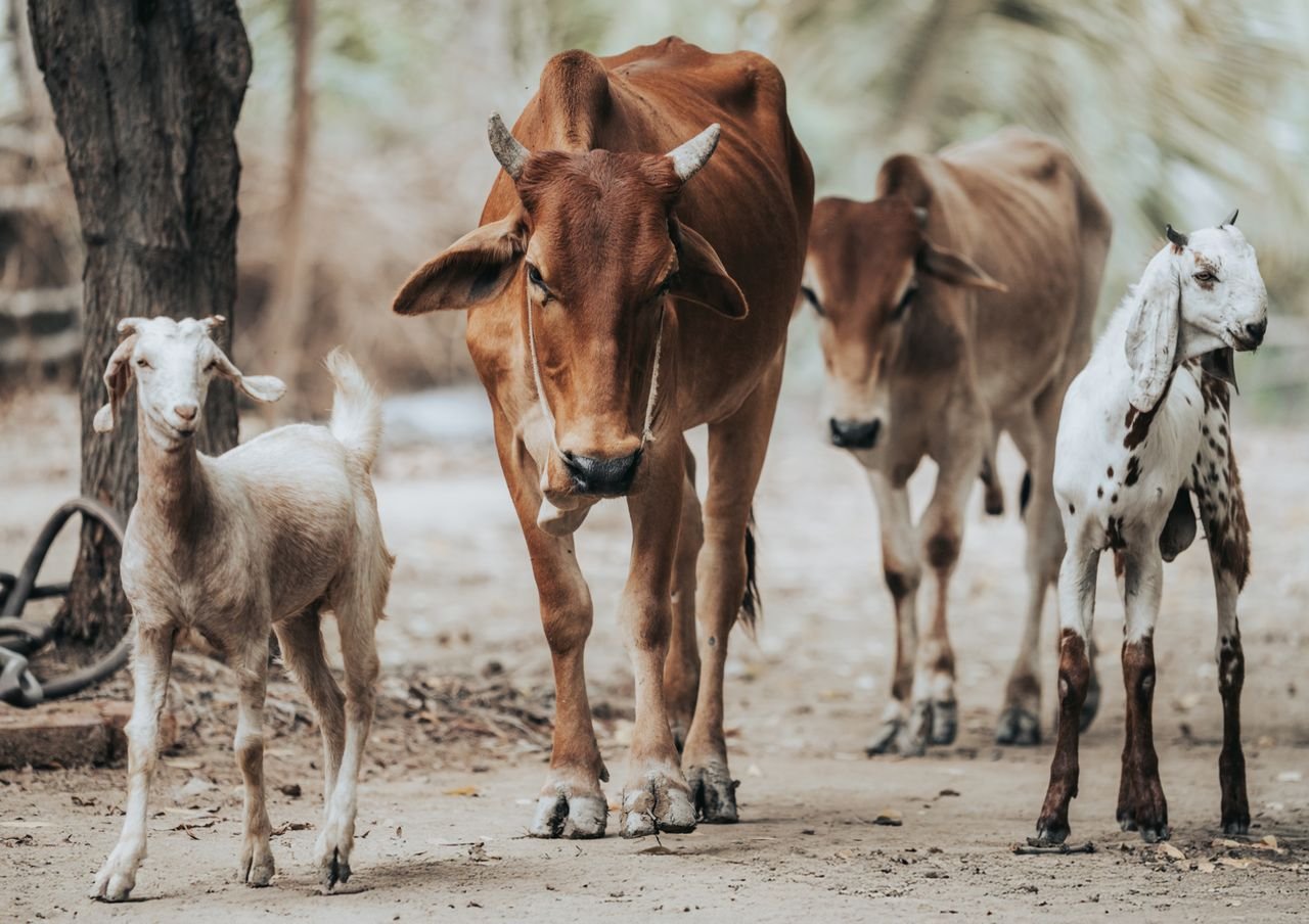 Cows and goats strolling together on a peaceful rural farm, depicting pastoral harmony.