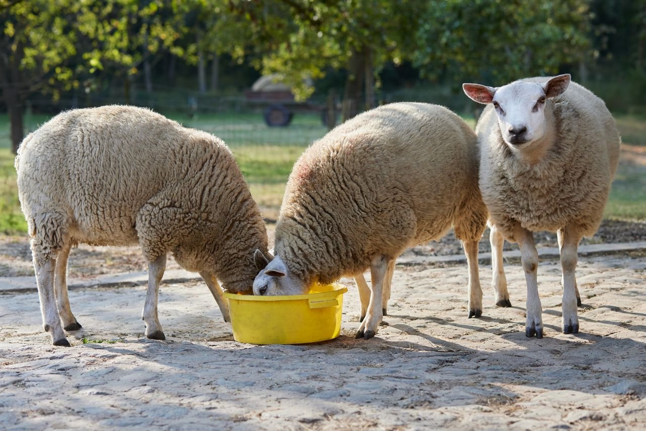 Sheep feeding from a yellow bowl in a serene rural setting. Perfect pastoral life representation.