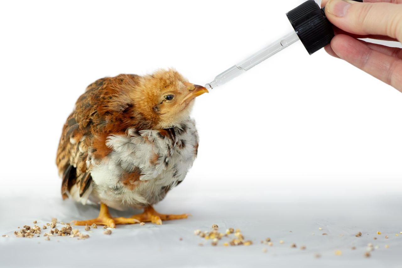 A chick being fed with a dropper, symbolizing animal care and nutrition.