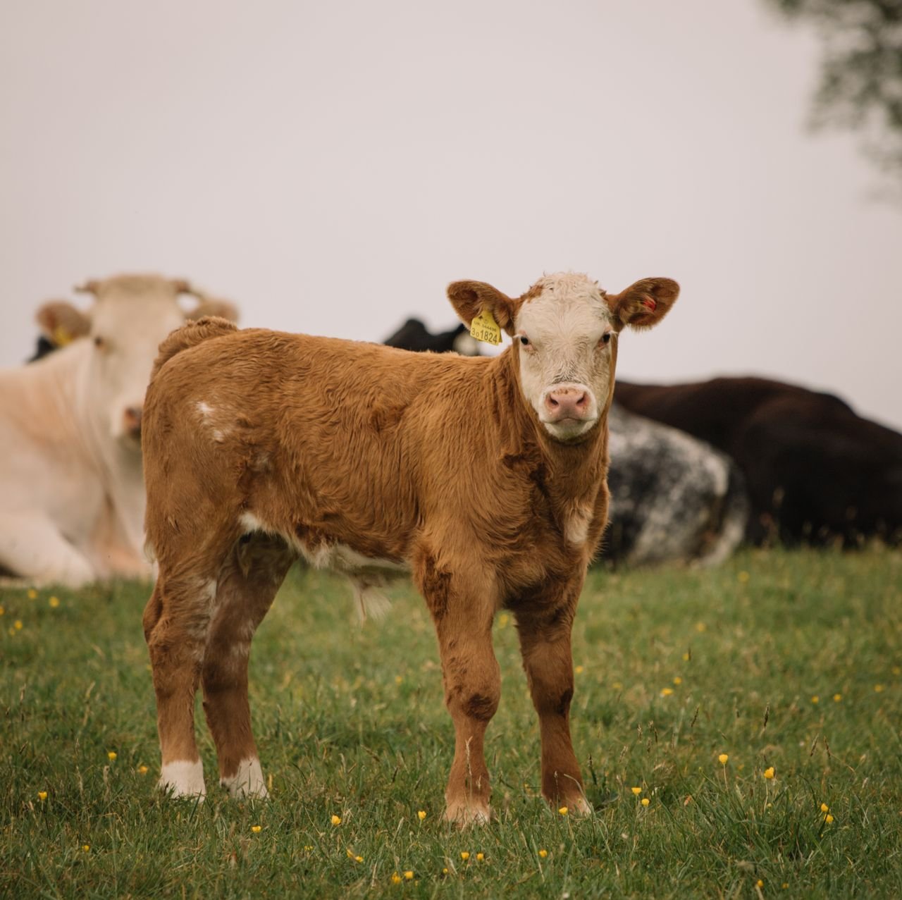 Farm cows grazing on grassy field in countryside under gray sky in summer day in gloomy weather