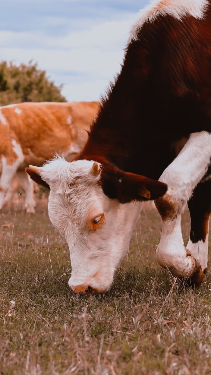 Close-up of grazing cows on a rural farm pasture. Perfect for agriculture themes.