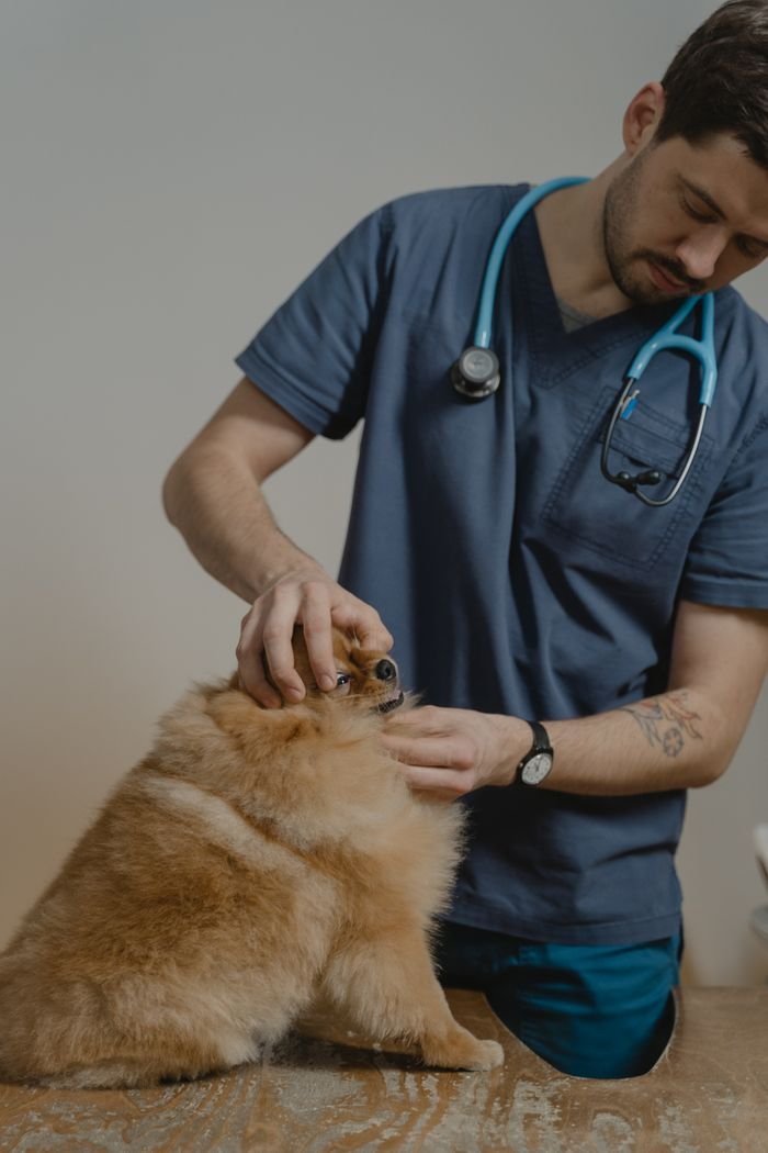 A veterinarian in blue scrubs attentively examines a fluffy dog in a clinic.