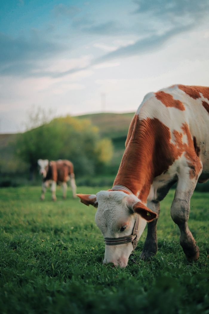 Cows grazing peacefully in a lush, green rural landscape under a cloudy sky.